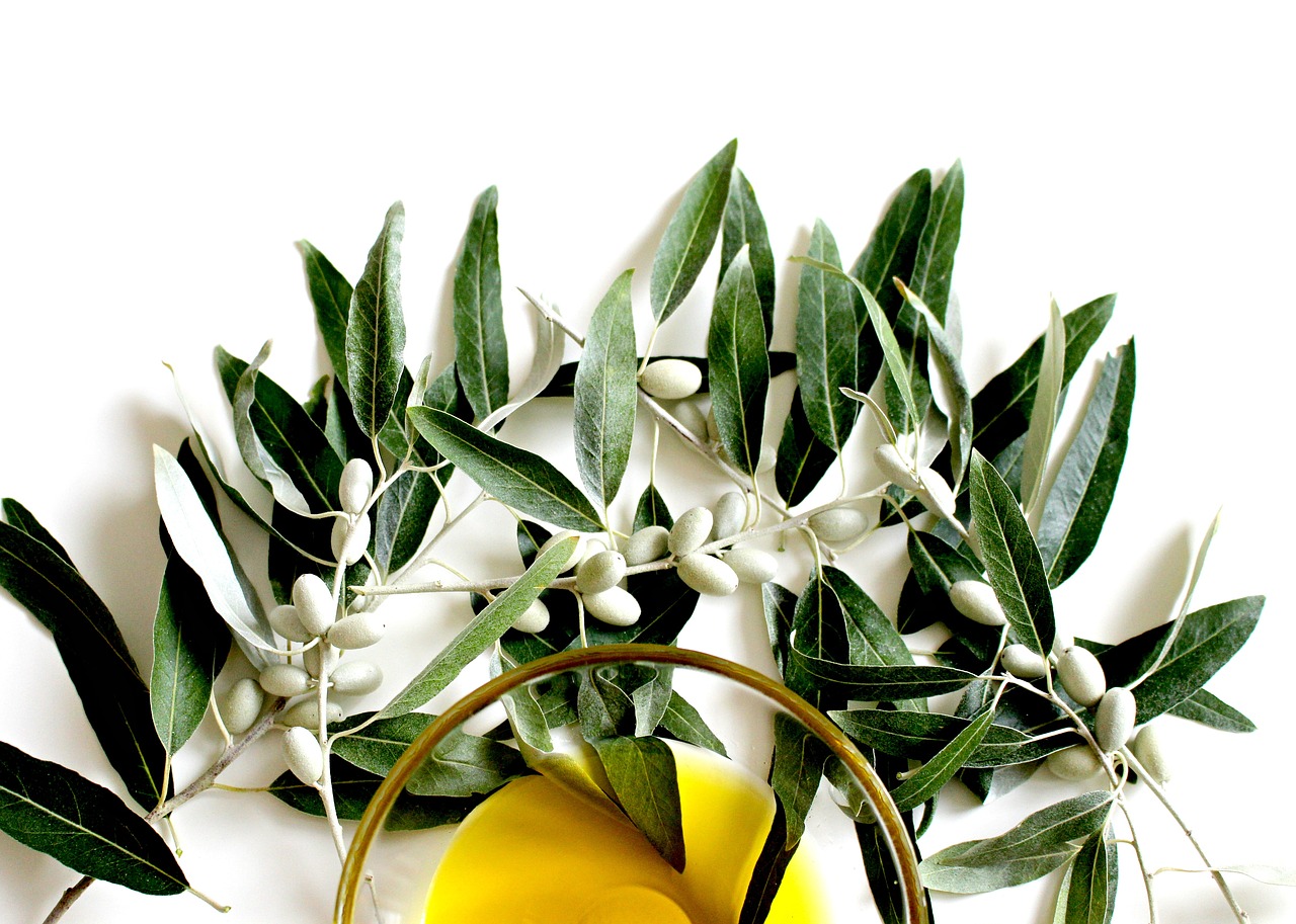 olive olive oil olive leaf free photo
