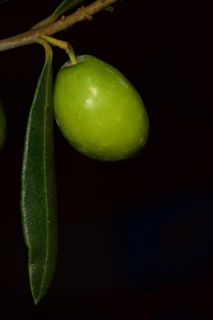 olive nocellara nocellara olive free photo