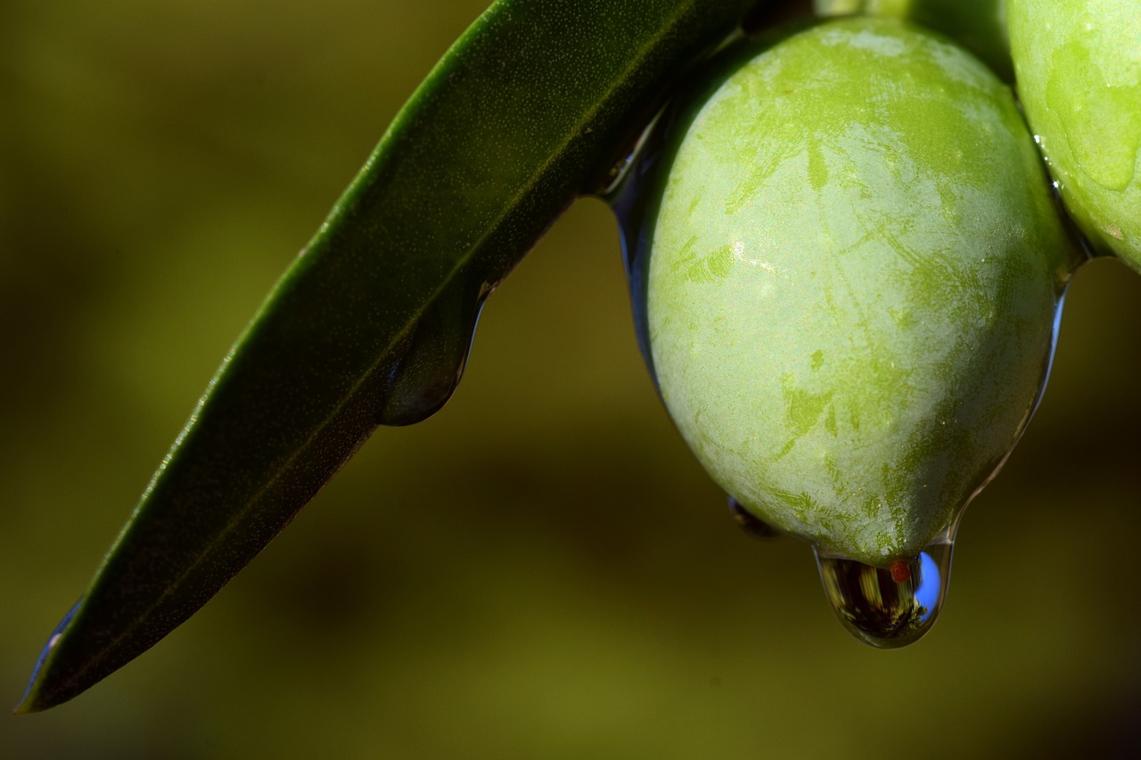 olive olive oil eat free photo