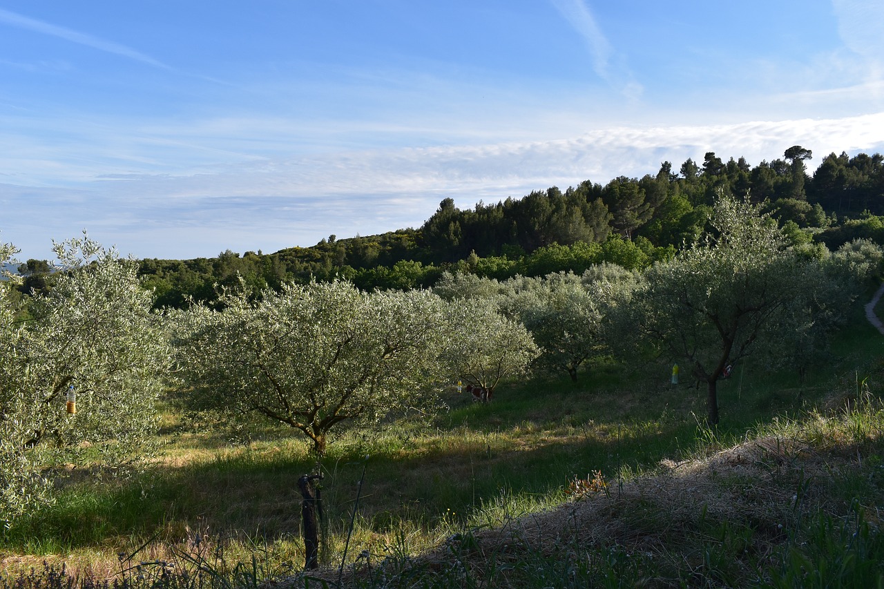 olive tree nature free photo