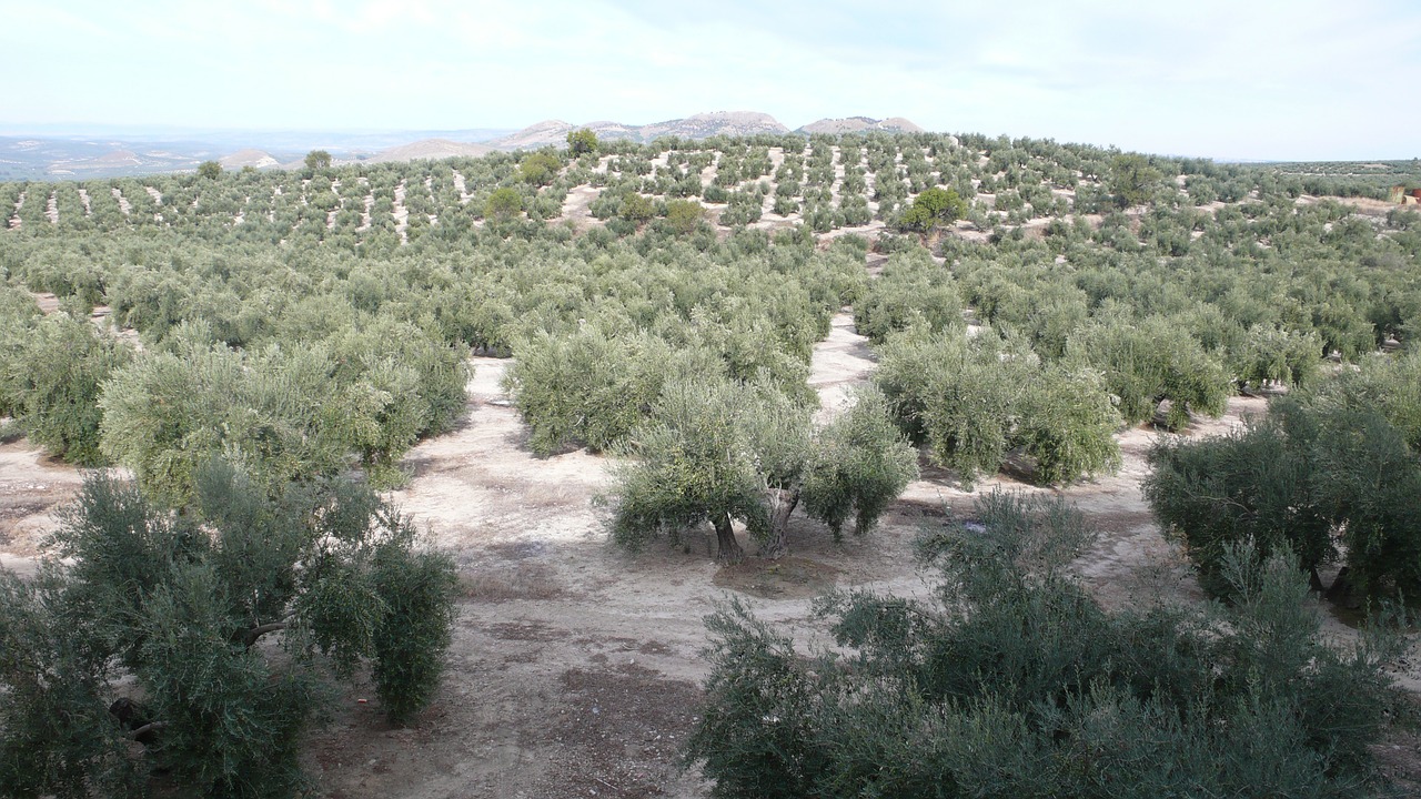 olive nature olivas free photo