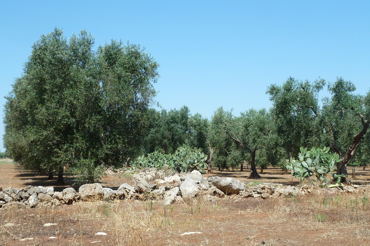 olive puglia salento free photo