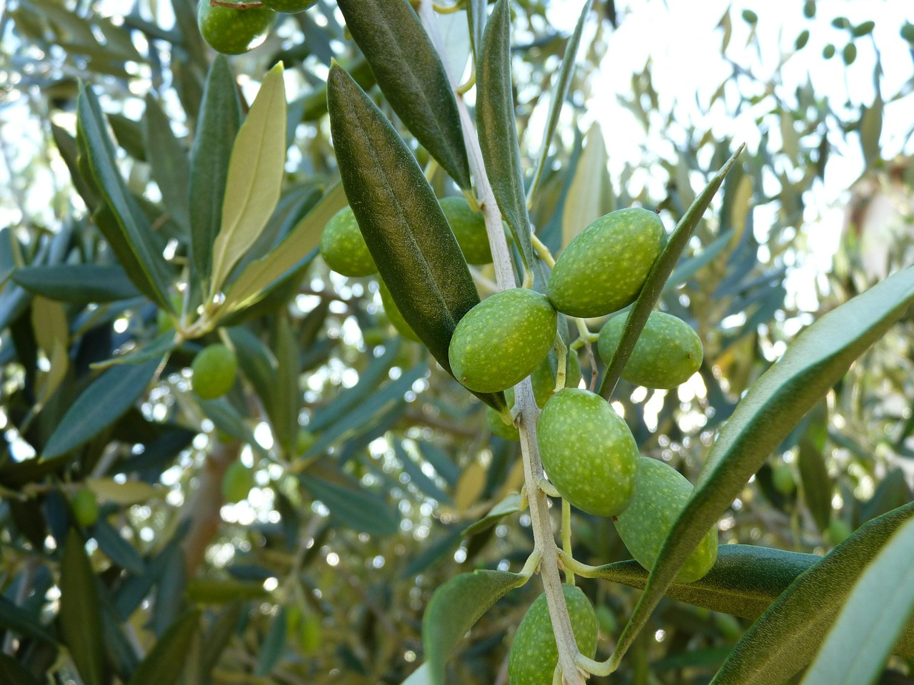 olive close green free photo