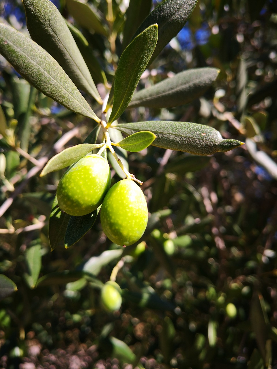 olive  green  olive tree free photo