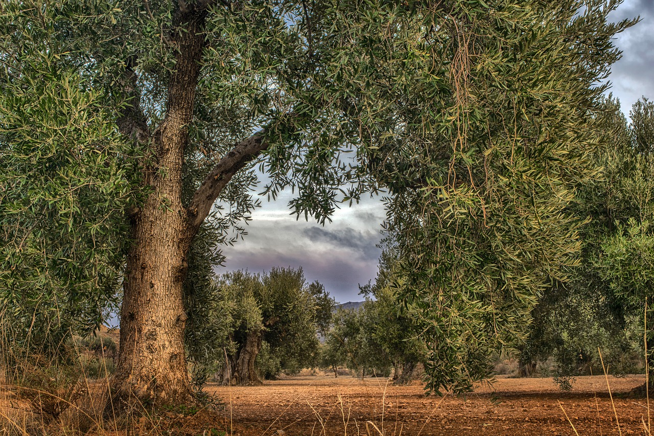 olive  field  agriculture free photo