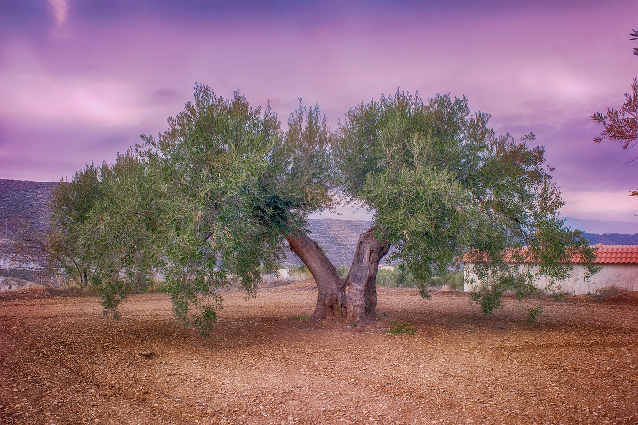 olive  field  agriculture free photo