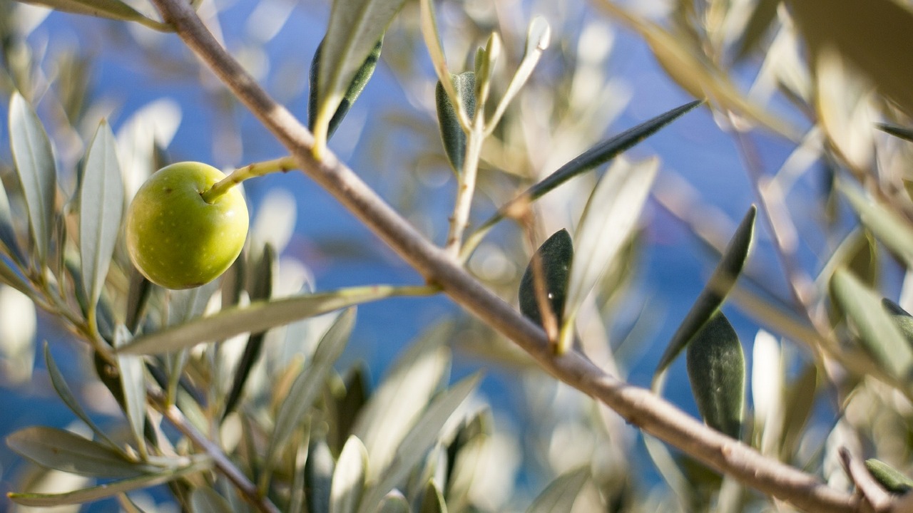 olive tree olive tree free photo