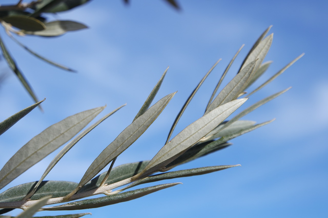 olive branch leaves free photo