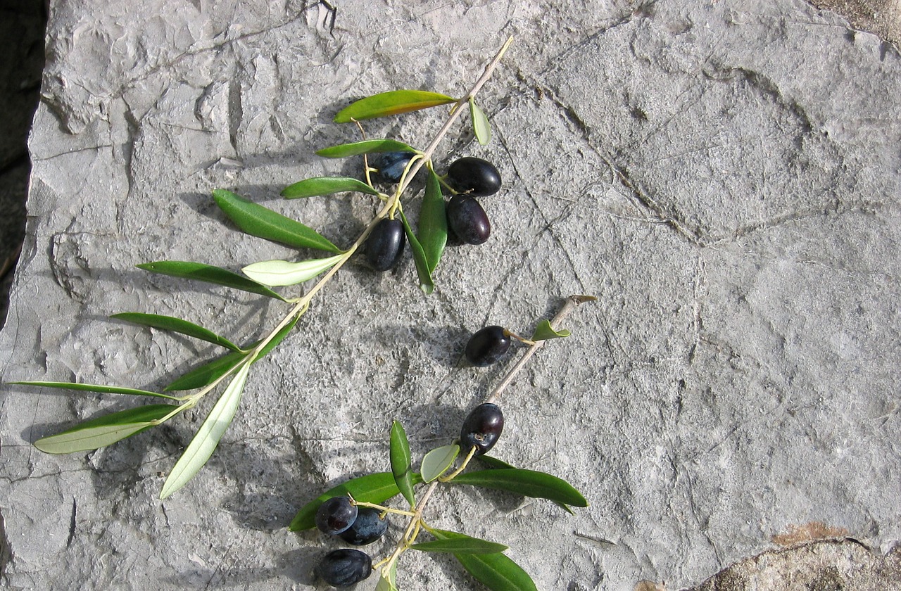 olive fruit stone free photo