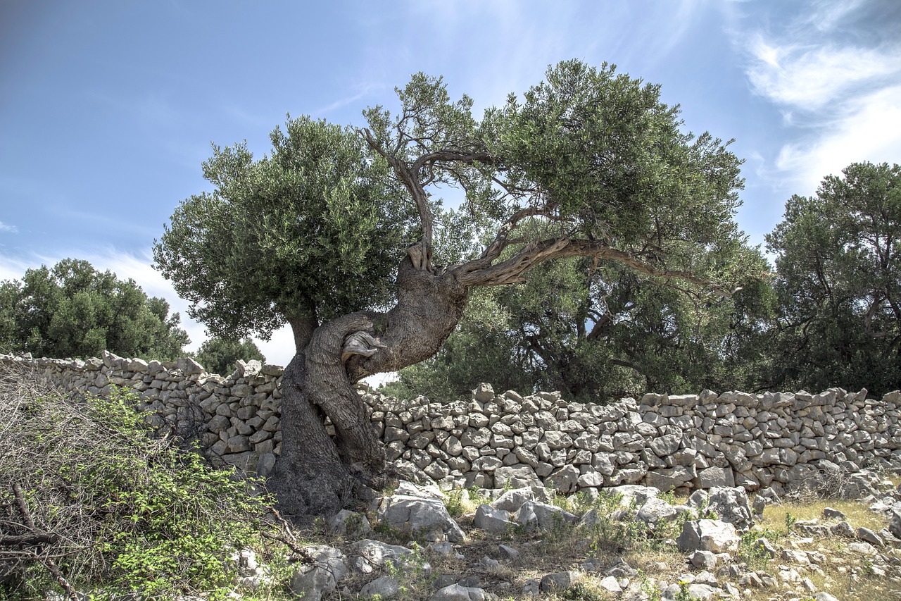 olive tree pag free photo