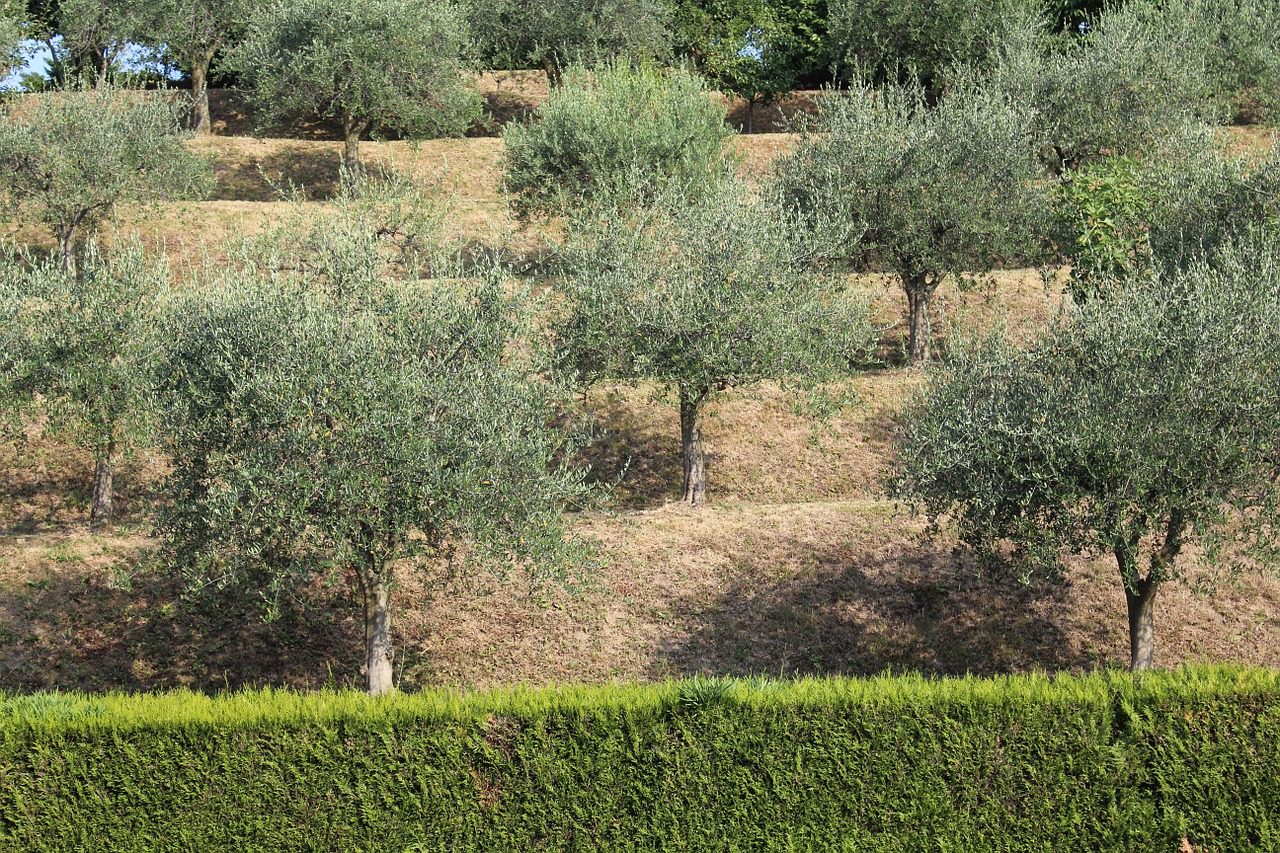 olive hills hedge free photo