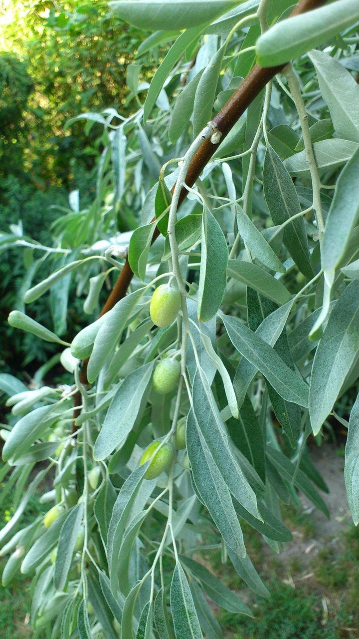 olive olive tree olives free photo