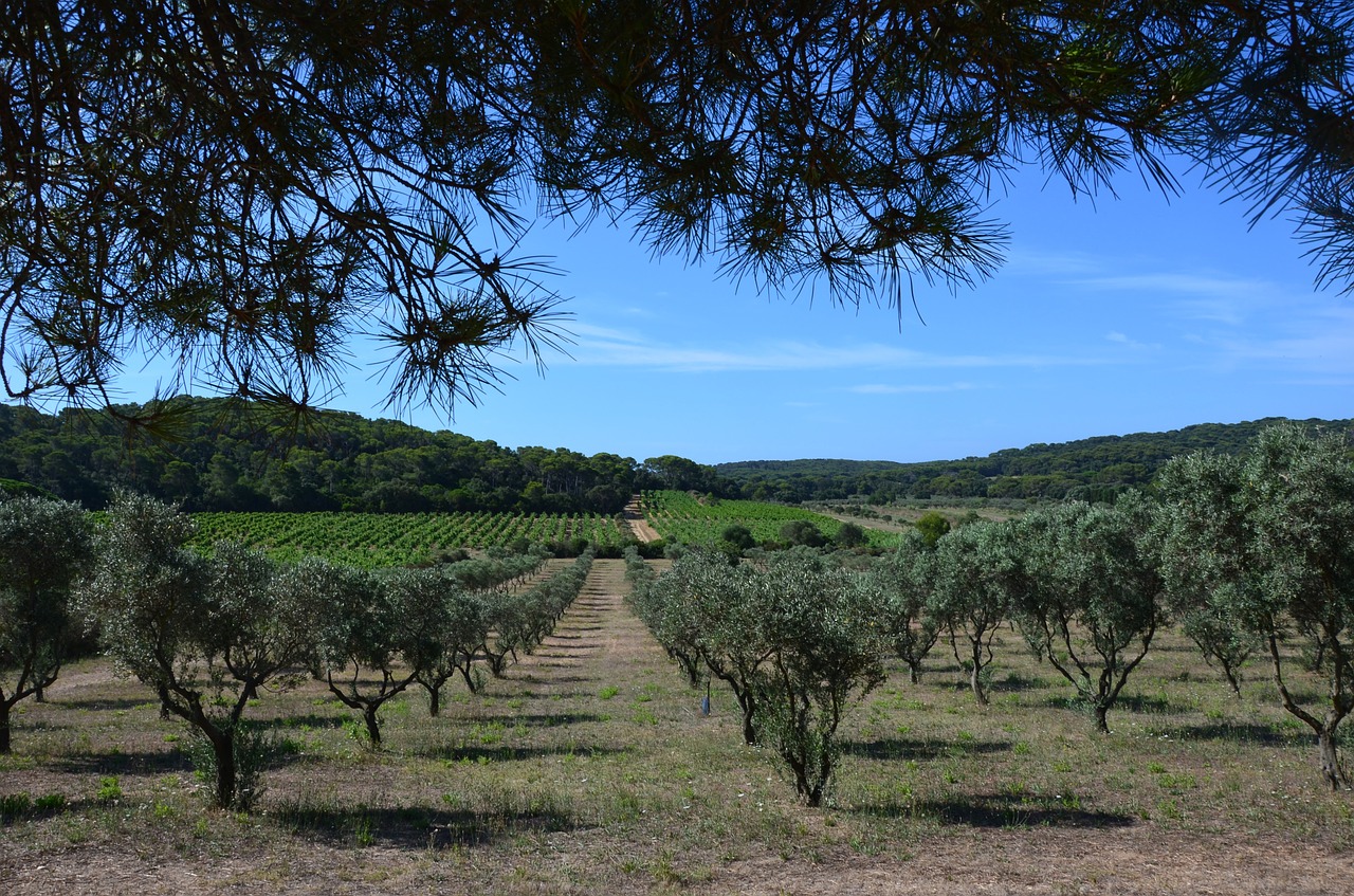 olive summer olive tree free photo