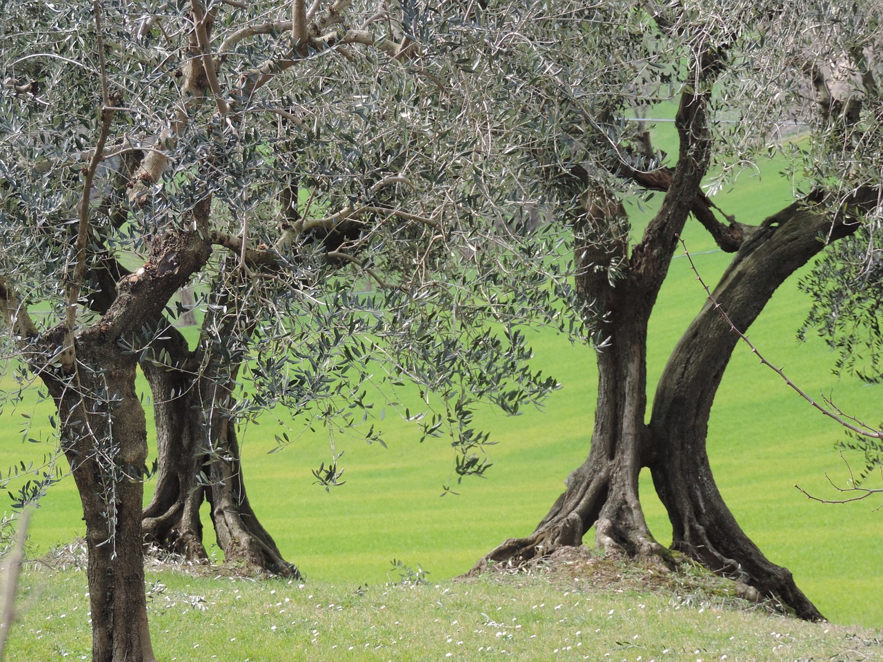 olive trunks prato free photo