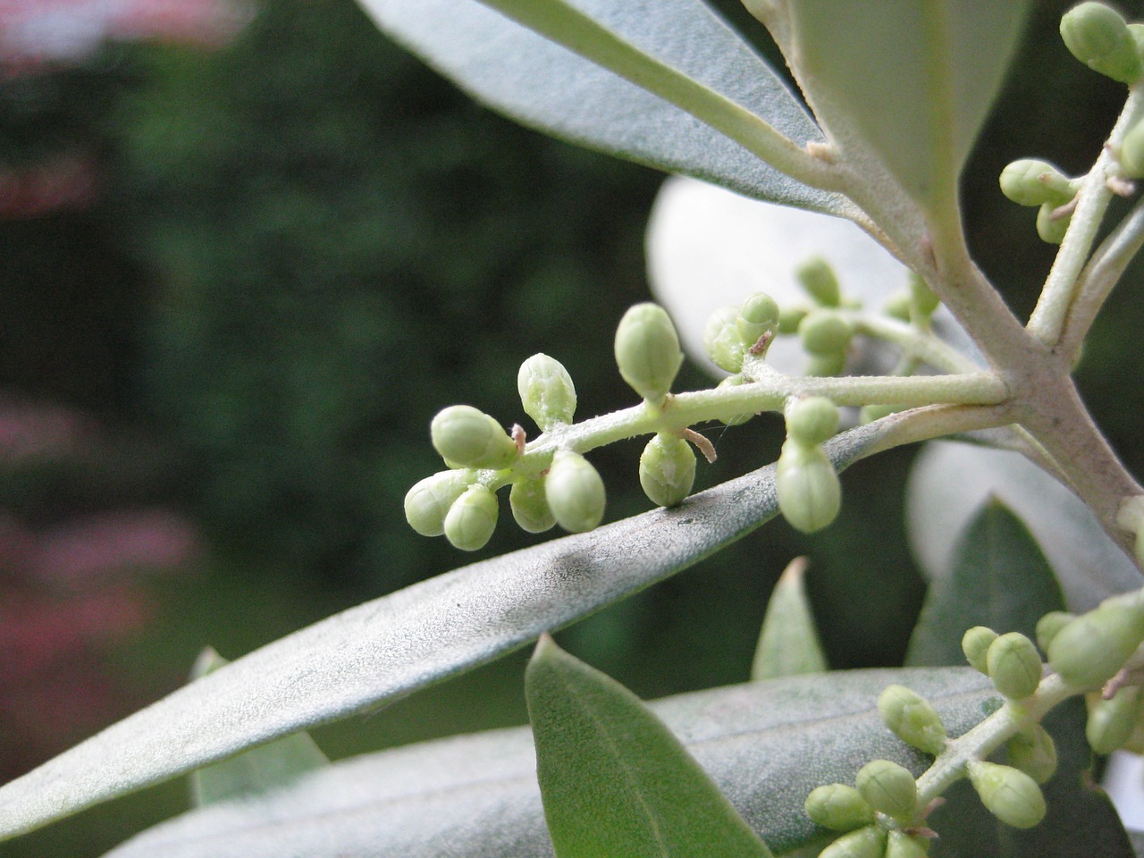 olive bud plant free photo