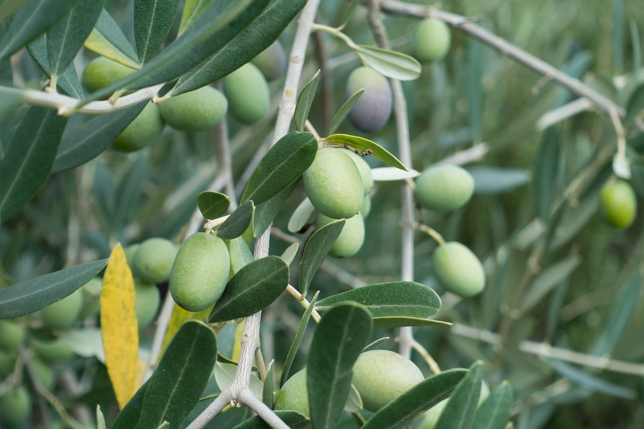 olive olive tree fruit free photo