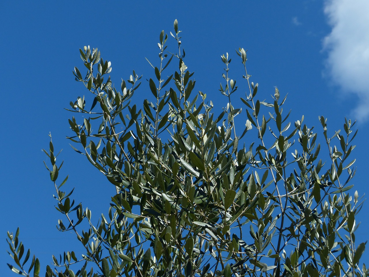 olive branch branch olive tree free photo