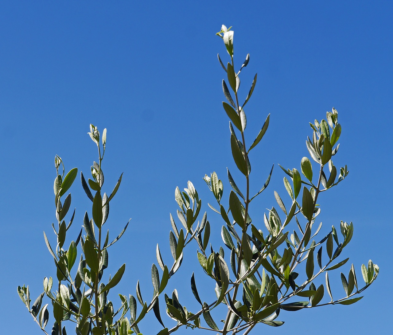olive branches olive tree sky free photo