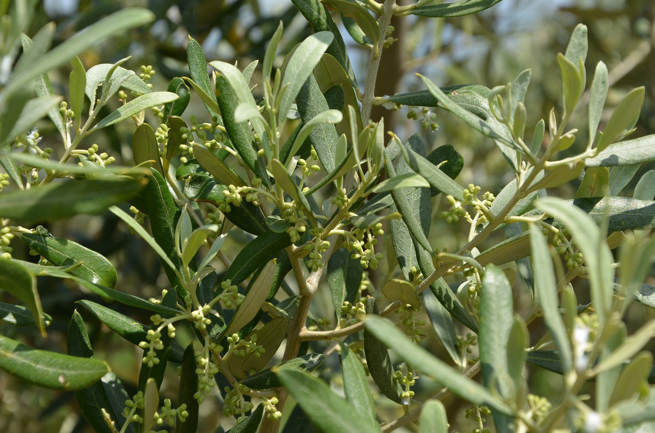 olive flower olive blossom olives free photo