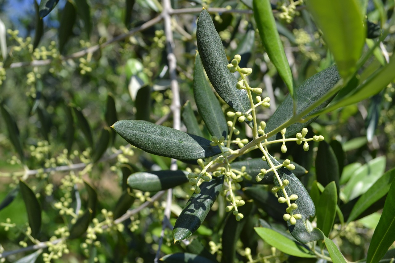 olive flowers olivo olive branches free photo