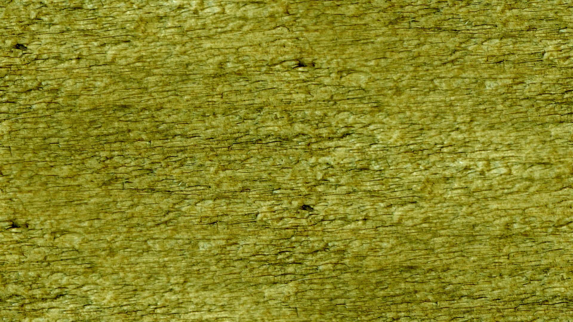 olive green wallpaper free photo