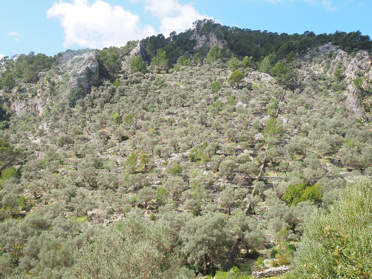 olive grove mountainside mountain free photo
