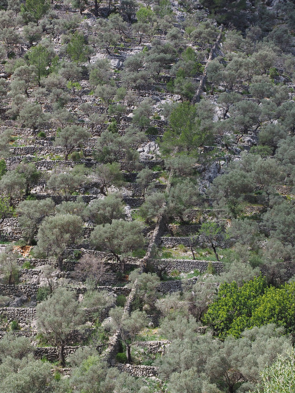 olive grove mountainside slope free photo
