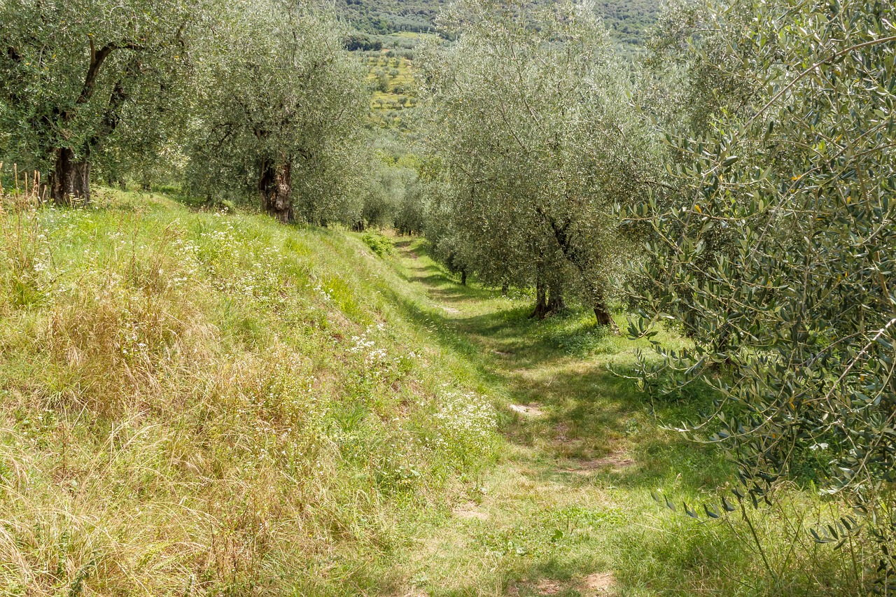 olive grove olives trees free photo