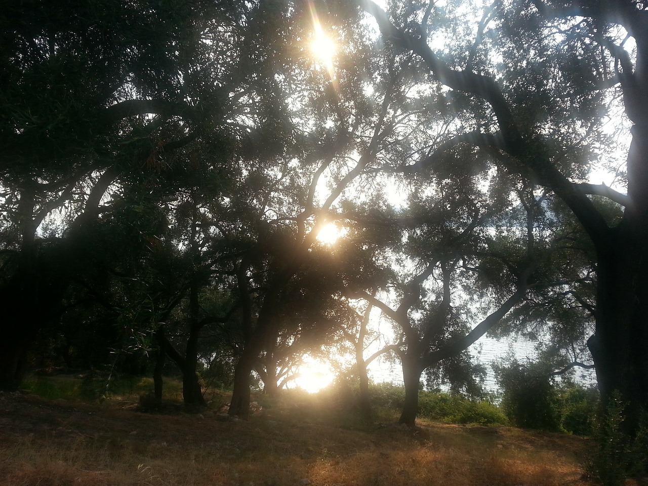 olive grove sun olive trees free photo