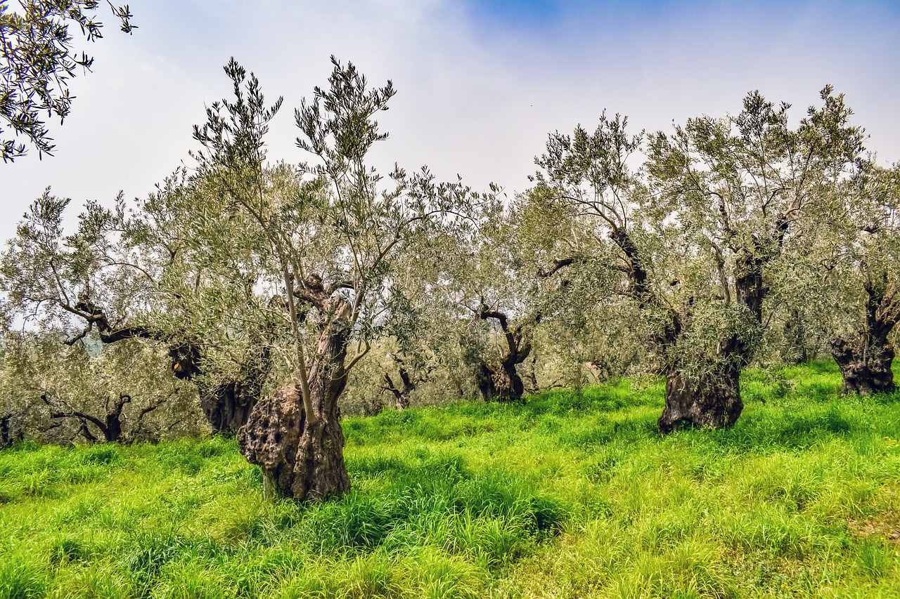 olive grove  olive tree  plantation free photo