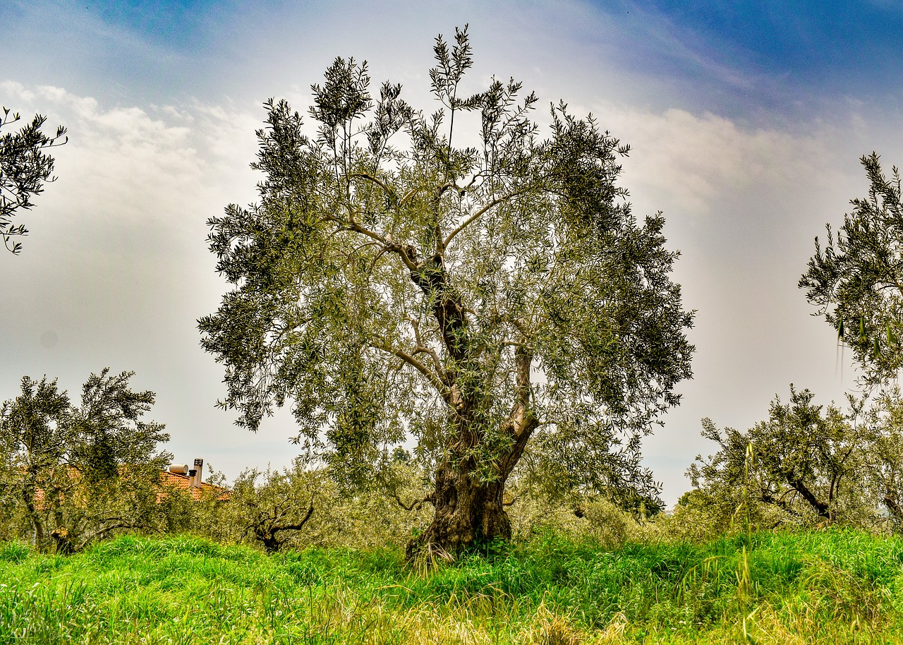 olive grove  olive tree  plantation free photo