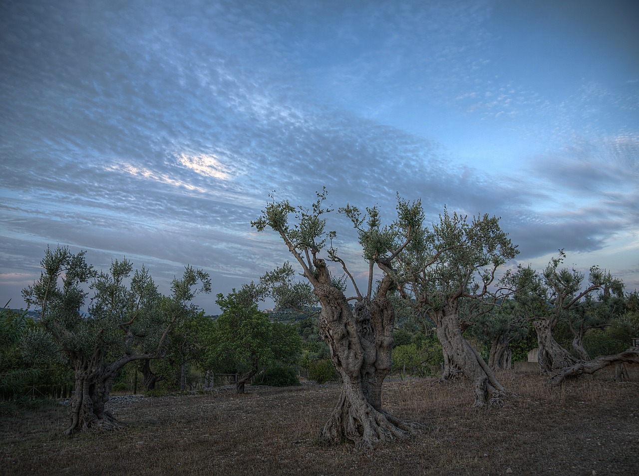 olive grove olive trees caimari free photo