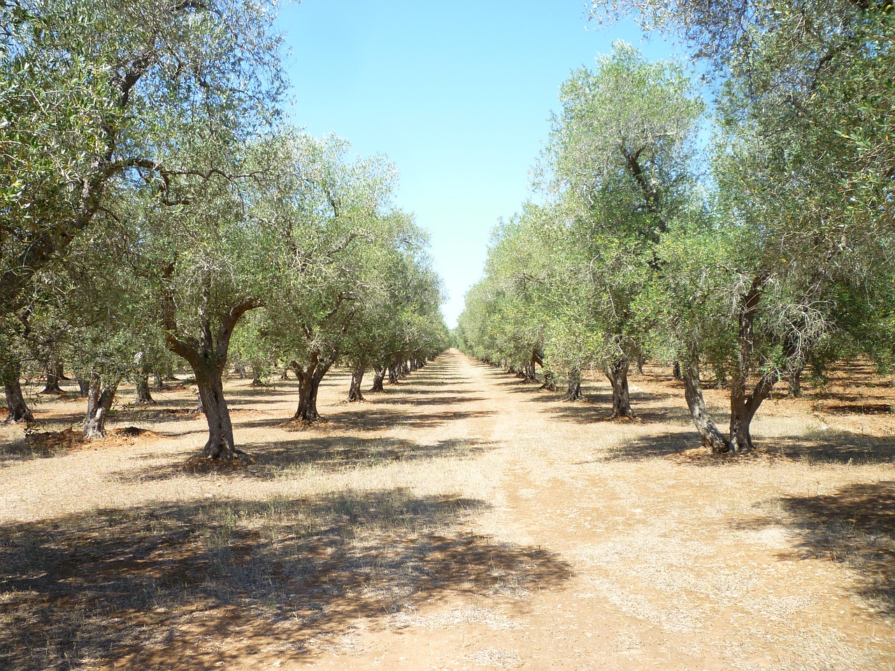olive grove puglia oil free photo