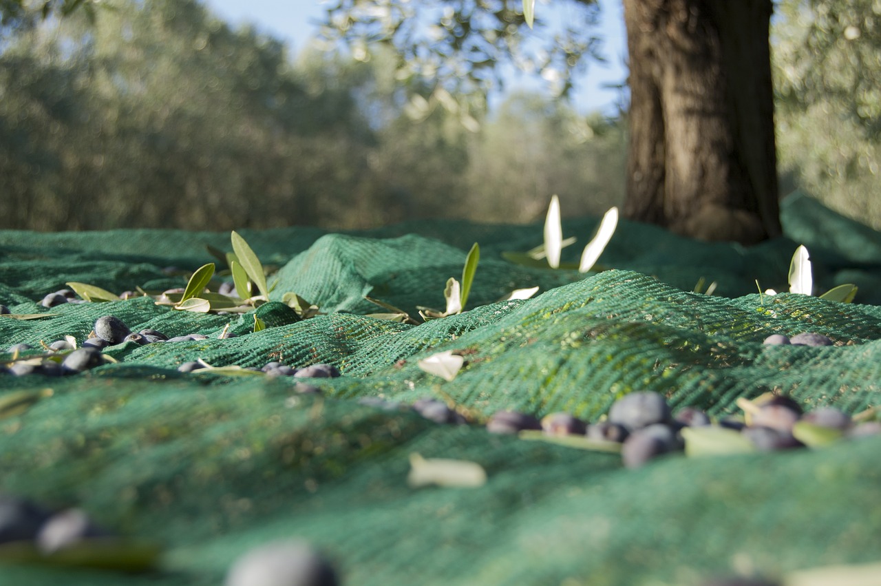 olive harvest oil oliva free photo