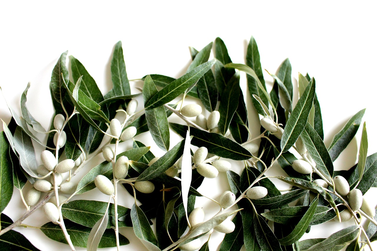 olive leaf olives plant free photo