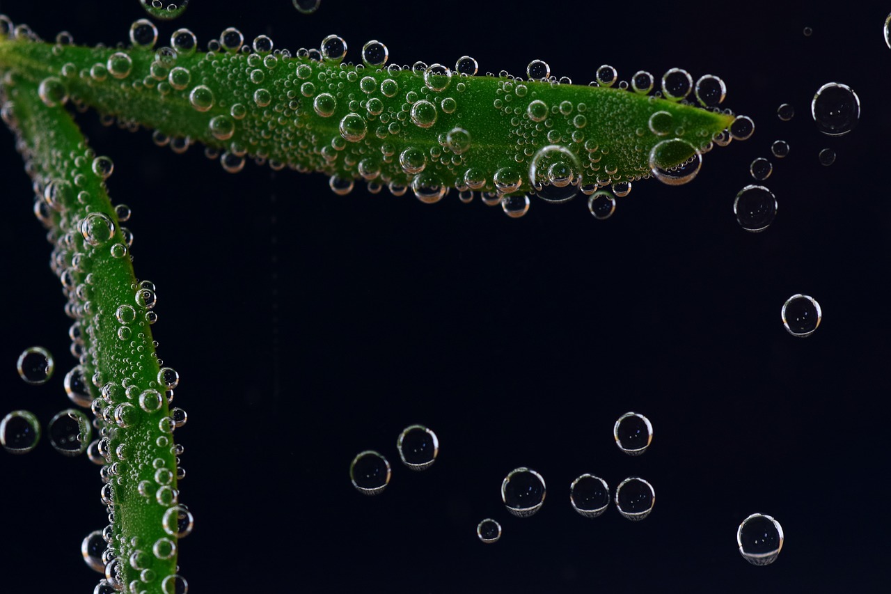 olive leaf underwater blow free photo