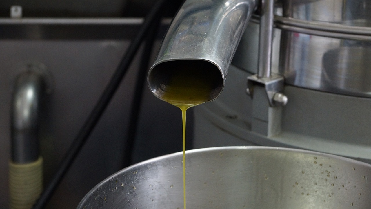 olive oil production manufacture free photo