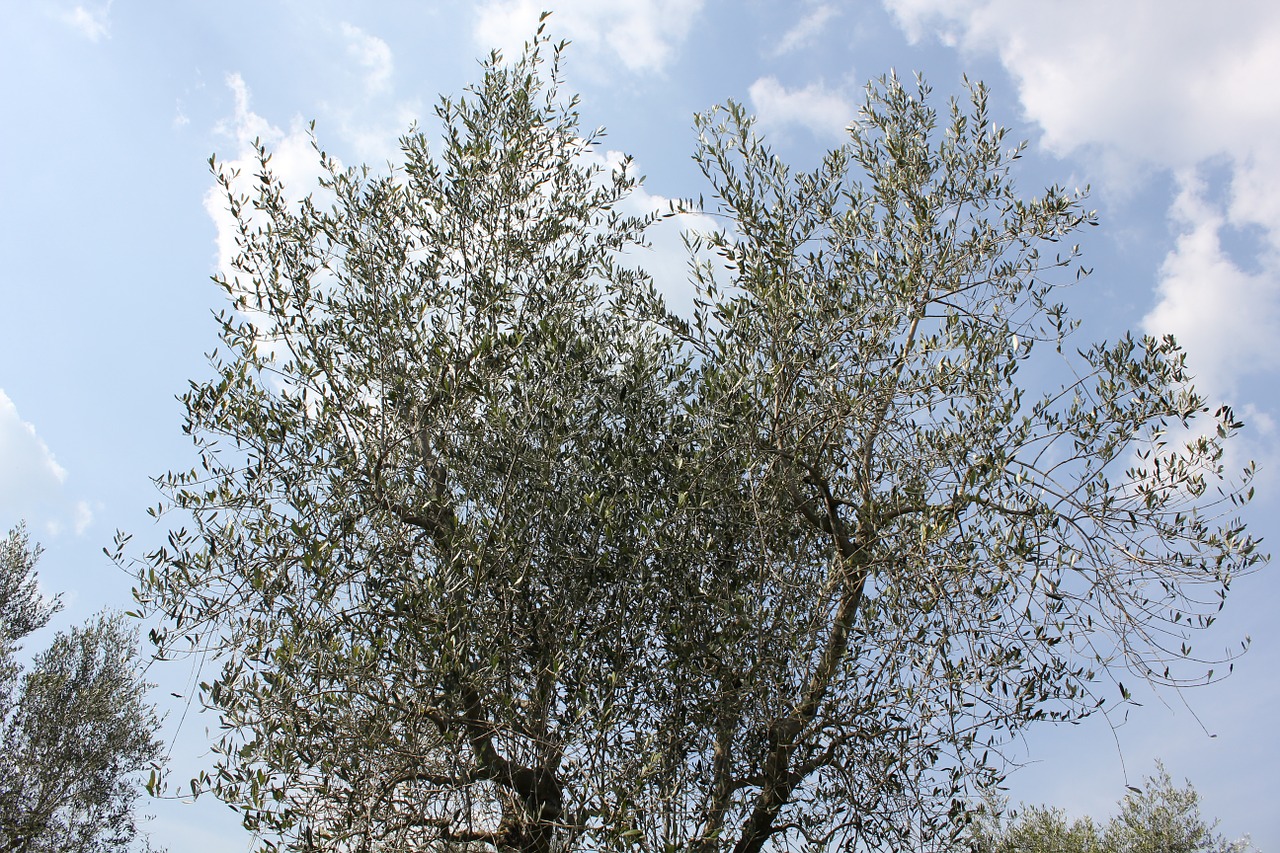 olive tree plant tuscany free photo