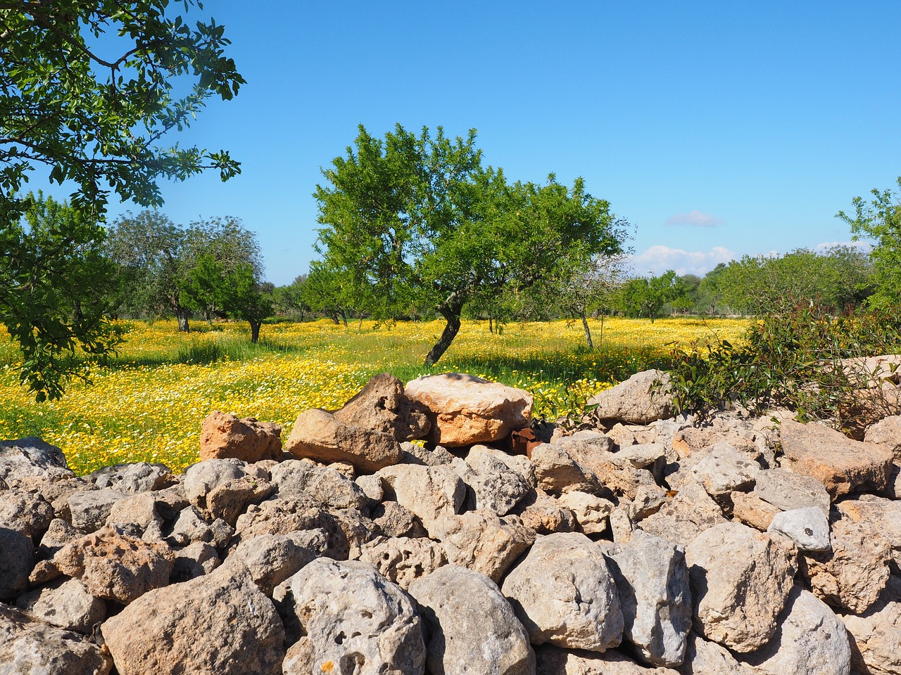 olive tree olive grove stone wall free photo
