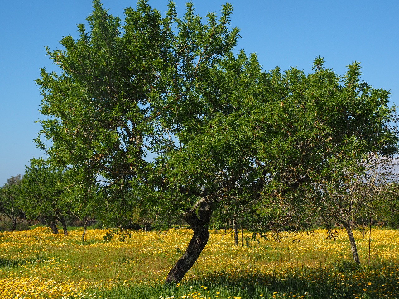 olive tree olive grove flower meadow free photo