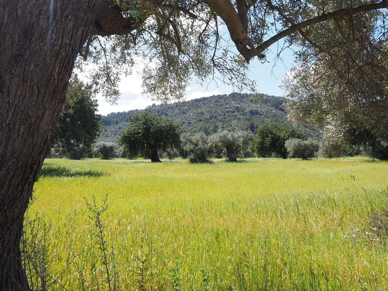 olive tree olive plantation plantation free photo