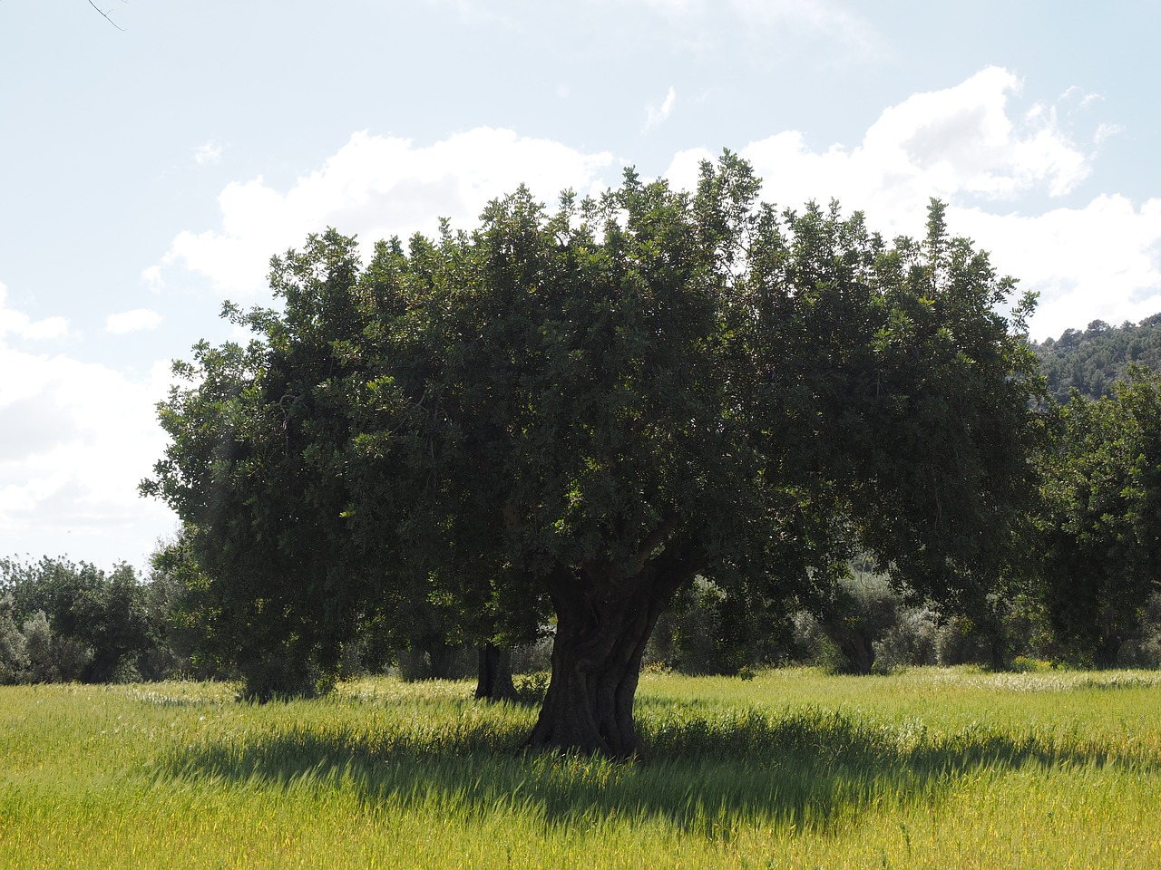 olive tree olive plantation plantation free photo