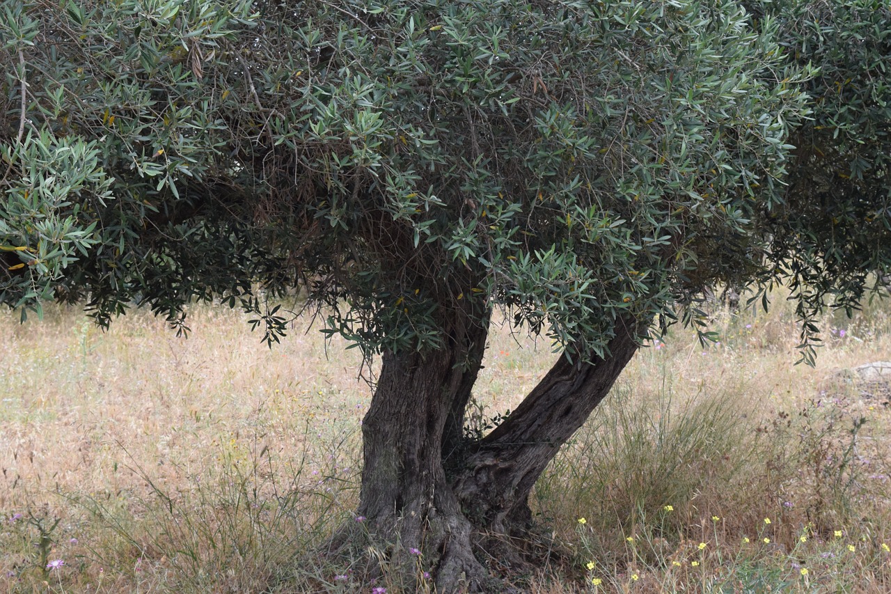 olive tree tree old tree free photo