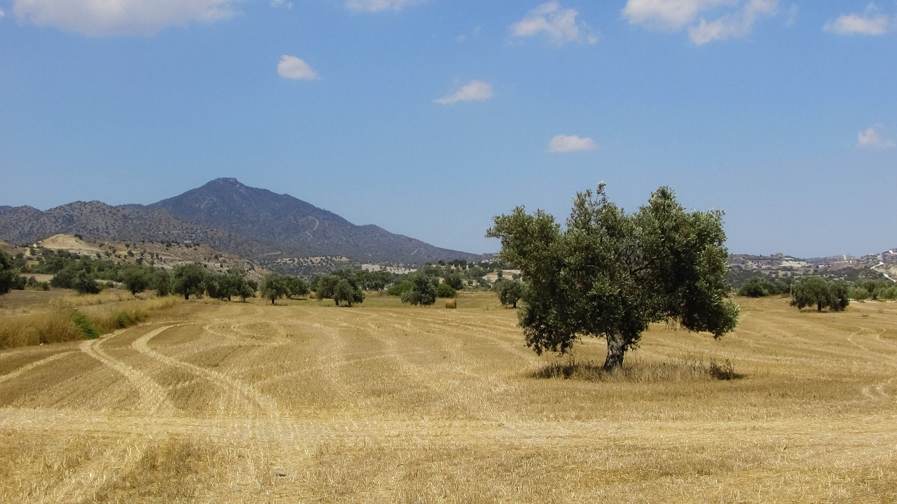 olive tree field countryside free photo