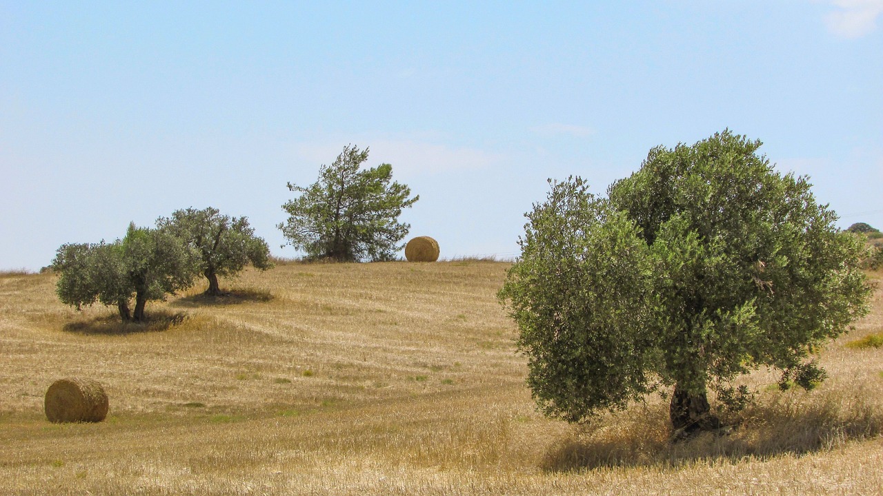 olive tree field countryside free photo