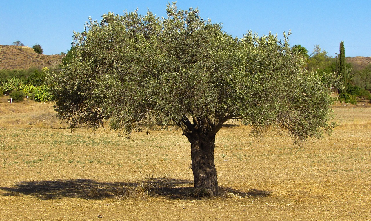 olive tree countryside olive free photo
