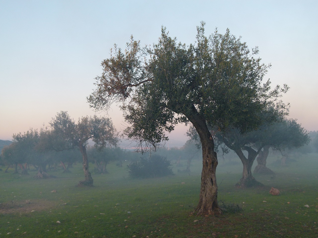 olive tree fog mood free photo