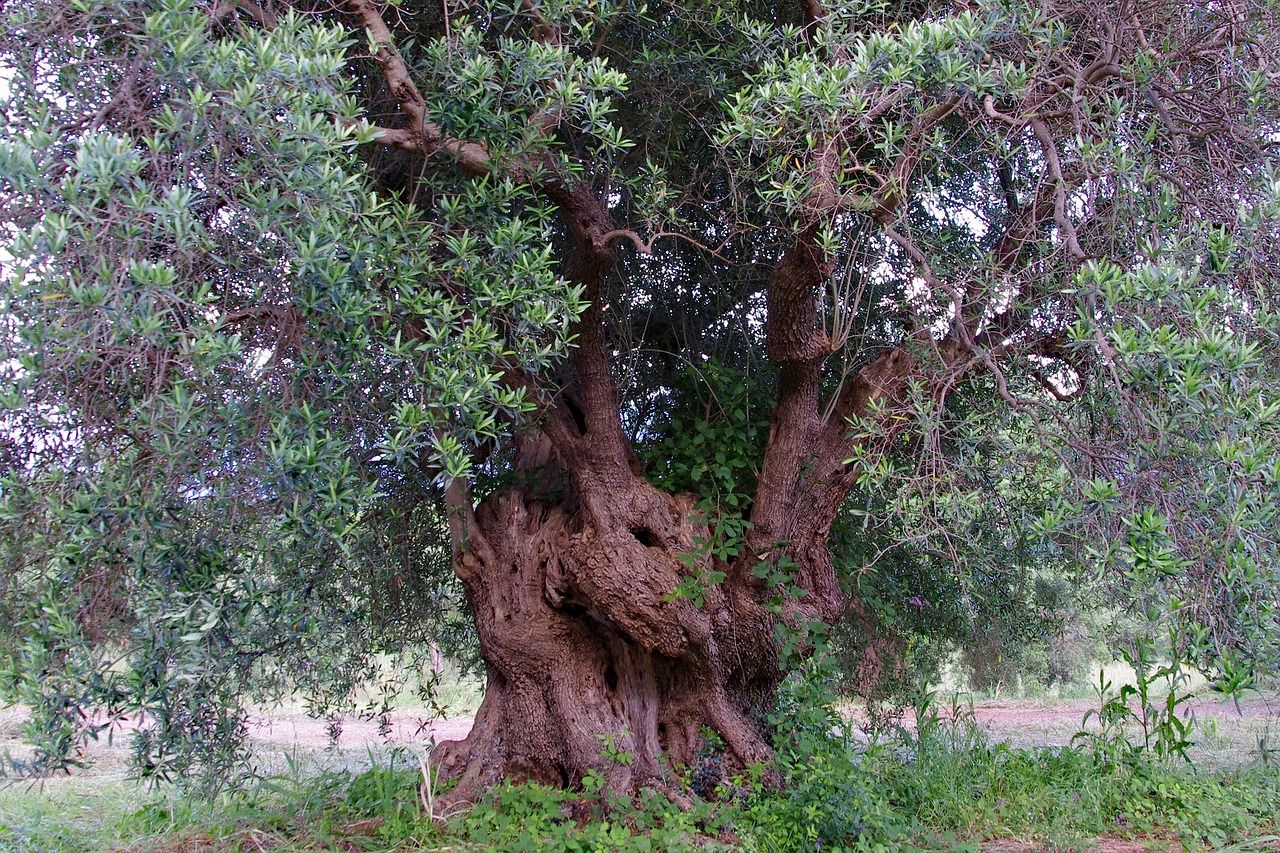 olive tree tree olive grove free photo