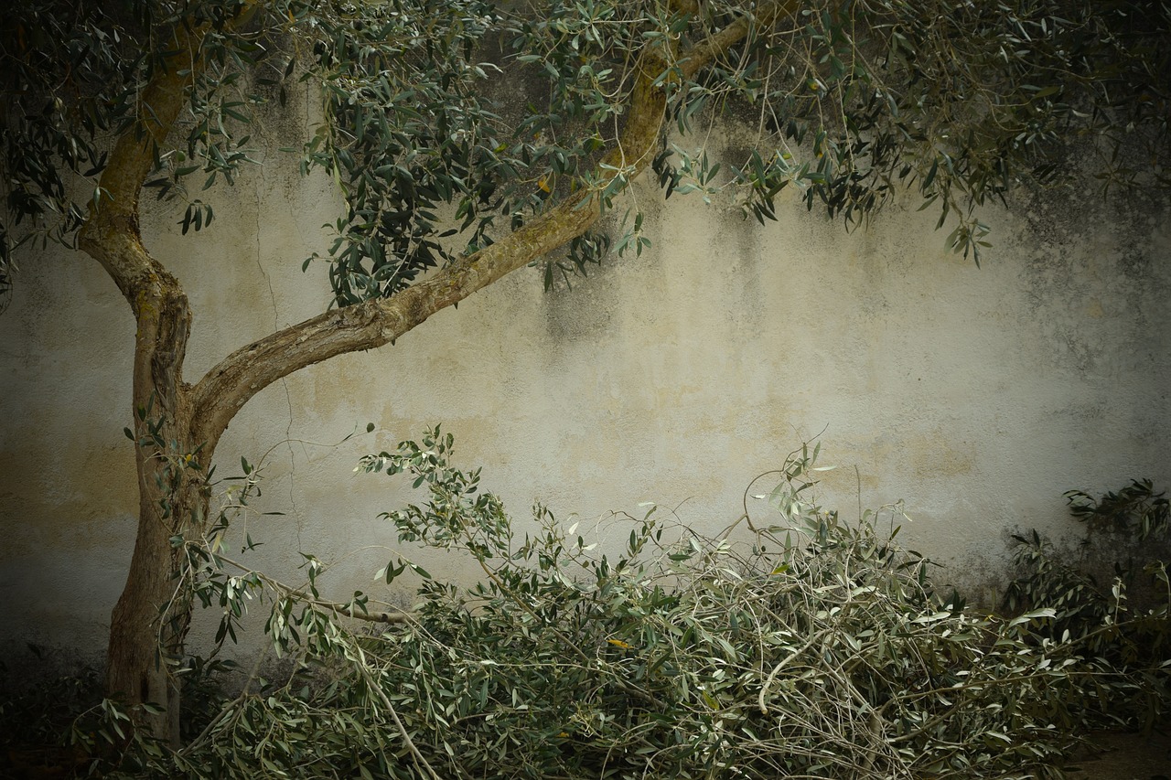 olive tree nostalgia background free photo