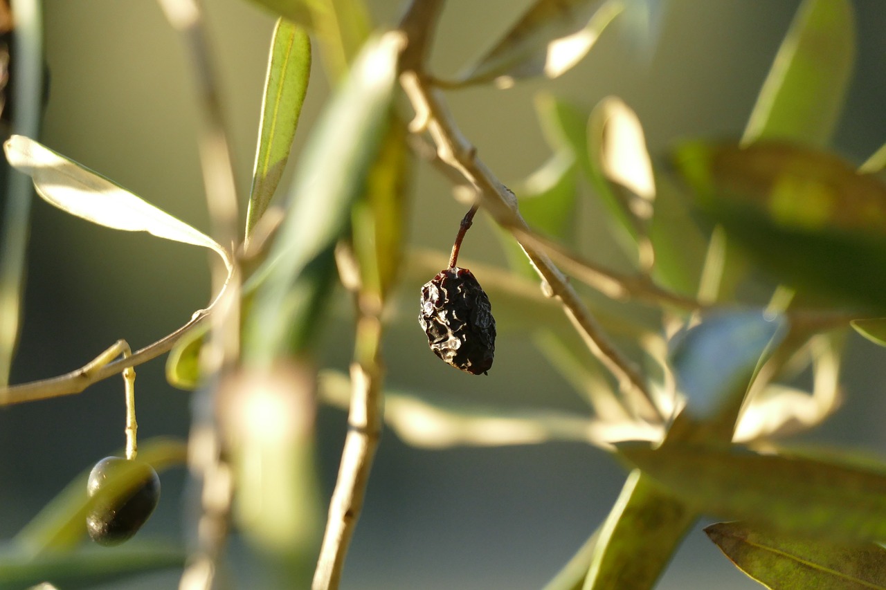 olive tree campaign sun free photo